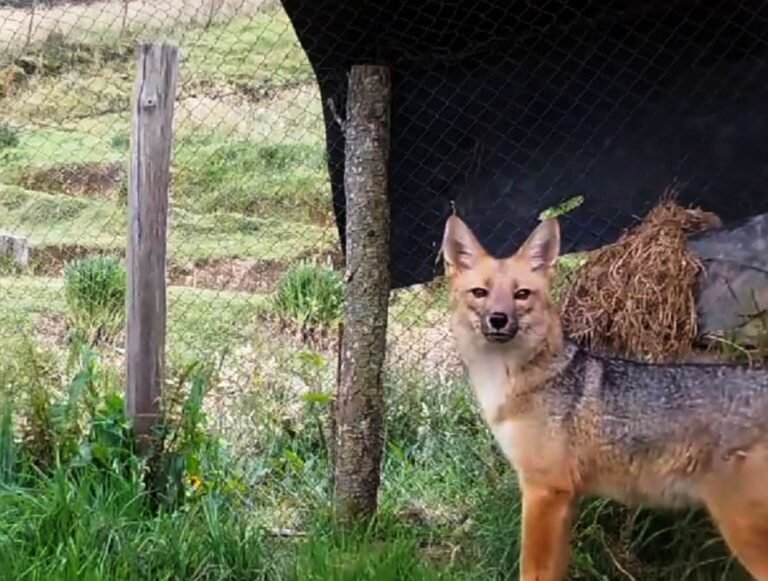‘Run Run’: ¿Dónde está ahora el zorro andino que estuvo suelto en Lima hace tres años? ‘Run Run’: ¿Dónde está ahora el zorro andino que estuvo suelto en Lima hace tres años?